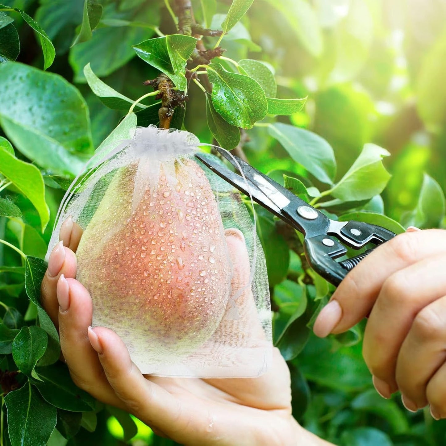 Fruit Protection Bags