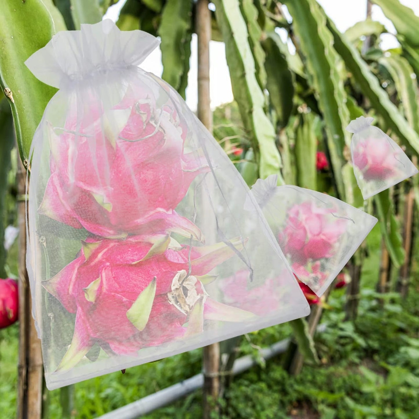 Fruit Protection Bags